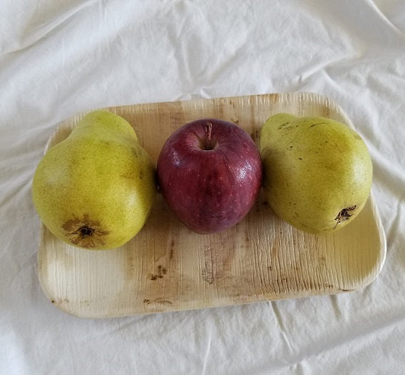 SDPMart Premium Leaf Plates - 10" Square Plates - SDPMart